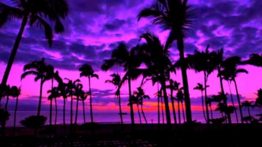 purple palm tree